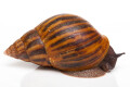 Achatina achatina (GB) adult, 13cm